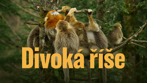 Divoká říše