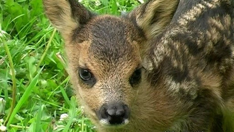 Chcete mě? - 28. května 2008