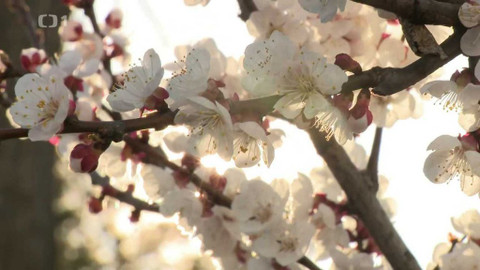 Týden v regionech (Brno) - 1. dubna 2023