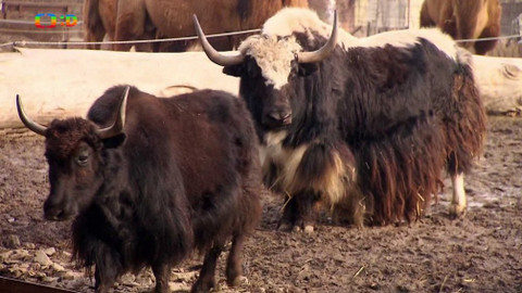 Terčin zvířecí svět - 12. dubna 2019