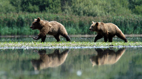 Méďové - Okolo Třeboně
