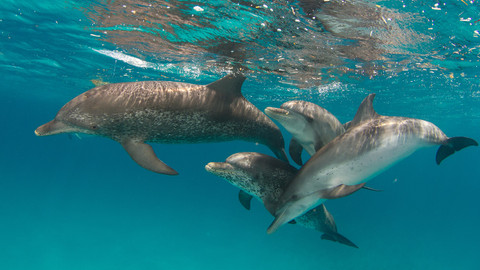 Podivuhodná zvířata - 3/12 Delfíni