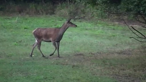 Tisíc let české myslivosti - 14. září 2013