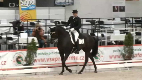 Jezdectví - Jezdecký festival v Lysé nad Labem