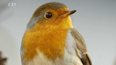 Polopatě - 28. března 2021