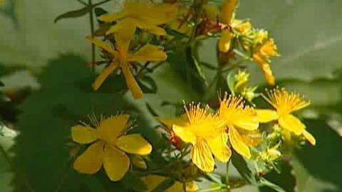 Přidej se - České pralesy