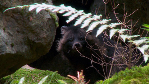 Pohádky pro štěňátka - 8/13 O výpravě do mechových skal