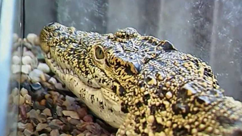 Archiv týdne - 3. březen 1998: První krokodýlí farma