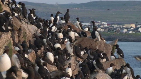 Evropa dnes - Ptačí útes 3