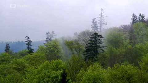 Minuty z přírody - Prales Mionší