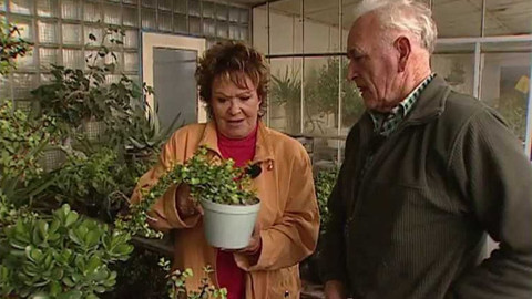 Dobrá rada nad zlato - 25. listopadu 2006