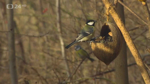 Regiony ČT24 - 6. ledna 2024