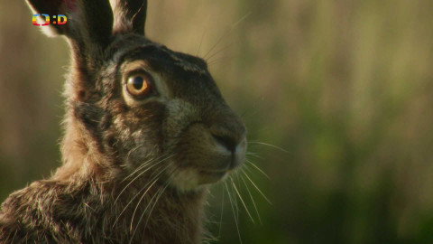 V divočině, tam to žije - Epizoda 21/40