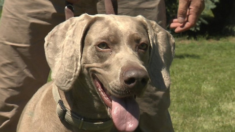 Chcete mě? - Chcete je?