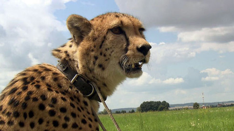 Zoománie - Epizoda 12/17