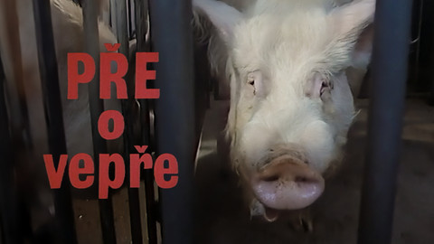 Pře o vepře