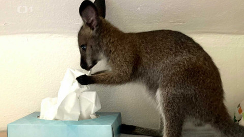 Máme rádi zvířata - 5. června 2023