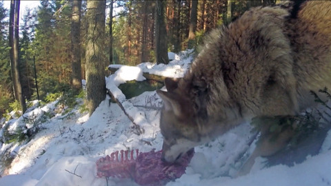 Nedej se! - Vlk nepřítel