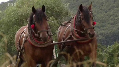 Nedej se! - S koněm na pole