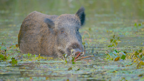 Evropská Amazonie - 2/2 Mokřady