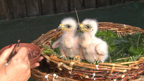 Chcete mě? - 17. června 2018