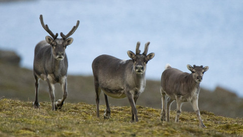 Přírodní mikrosvěty - Špicberky