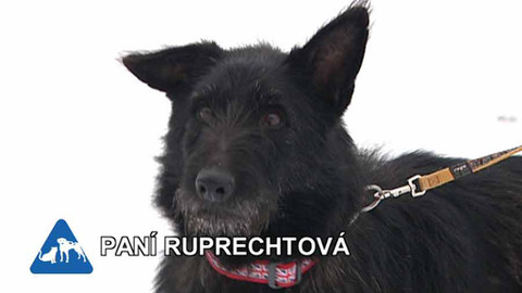 Chcete mě? - Chcete je?