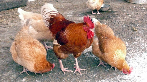 Malá farma - Vejce a slepice