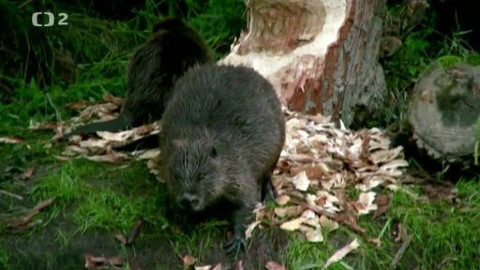 Nedej se! - Zabij bobra, zachráníš strom