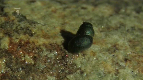 Živé srdce Evropy - Praménka rakouská