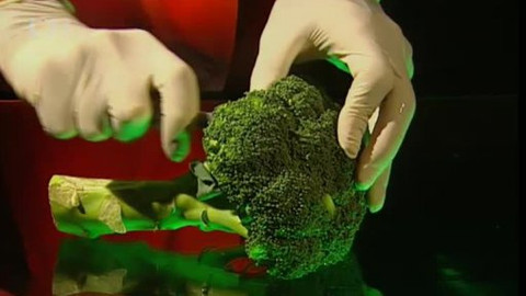 Pod pokličkou - Na nemoc i splíny jsou tu brukvoviny