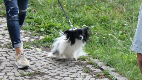 Kočka není pes - Plachý Zohan a nezkrotný Nathaniel