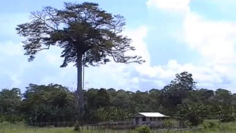 Zeměpis světa - Kaučukové království