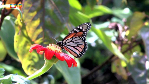 Atlas zvířat - Atlas zvířat