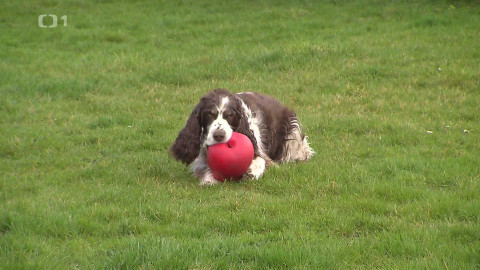 Černé ovce - 30. dubna