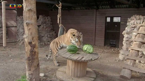 Zprávičky - 4. listopadu 2020