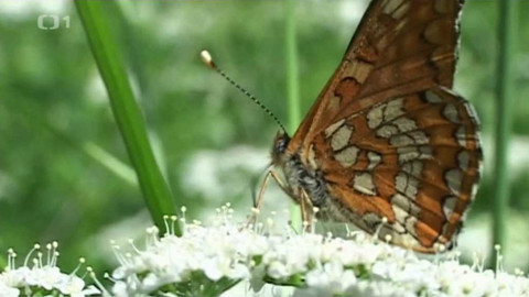 Živé srdce Evropy - Hnědásek osikový