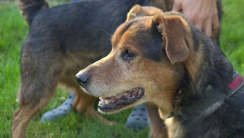 Chcete mě? - Chcete je?