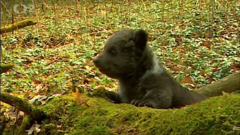 Méďové - První vycházky