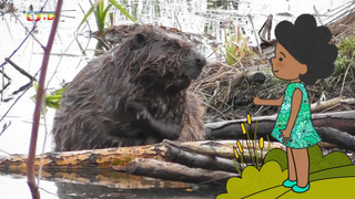 Velká kniha o zvířátkách II