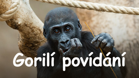 Gorilí povídání