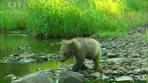 Méďové - Toulání v rákosí