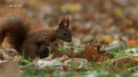 V divočině, tam to žije - Epizoda 39/40