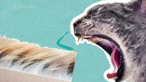 To je něco! - Je pravda, že kočičí chlupy způsobují alergie?