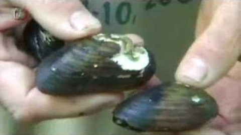 Živé srdce Evropy - Velevrub tupý