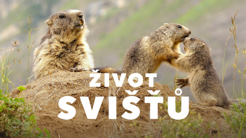 Život svišťů