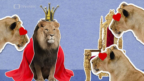To je něco! - Proč se říká, že je lev králem zvířat?