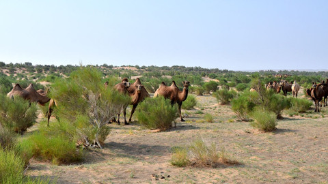 Mongolsko – země modrého nebe - 4/4 Za stromy do pouště Gobi