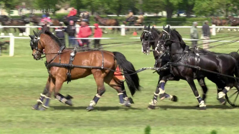 Jezdectví - Mezinárodní závody spřežení CAI Kladruby nad Labem