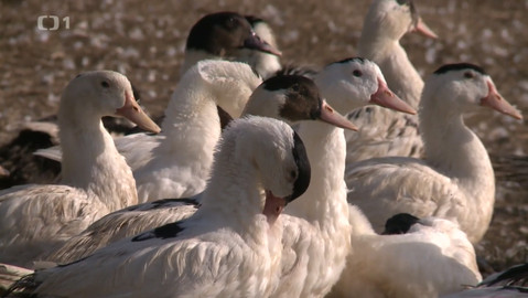 Postřehy odjinud - Západ Francie očima Jana Šmída